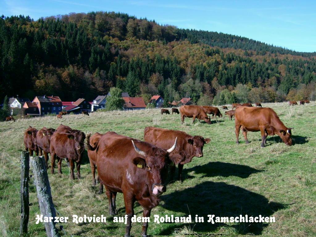 Gaestehaus Buendge Kamschlacken 外观 照片